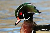 Wood Duck